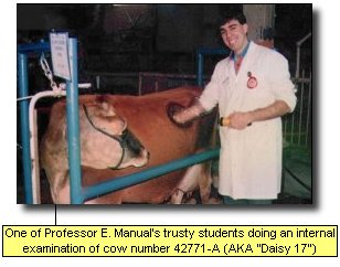 One of Professor E. Manual's trusty students doing an internal examination of cow number 42771-A (AKA 'Daisy 17')