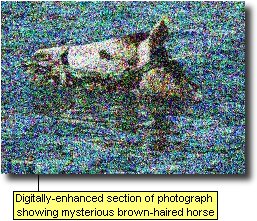 Digitally-enhanced section of photograph showing mysterious brown-haired horse