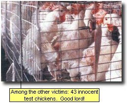 Among the other victims: 43 innocent test chickens.  Good lord!