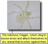 The Notorious Chigger, which cling to moose arses and attach themselves to any animal that brushes against them.
