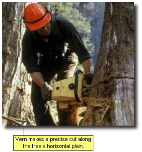 Vern makes a precise cut along the tree's horizontal plain.