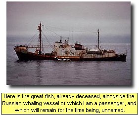 Here is the great fish, already deceased, alongside the Russian whaling vessel of which I am a passenger, and which will remain for the time being, unnamed.